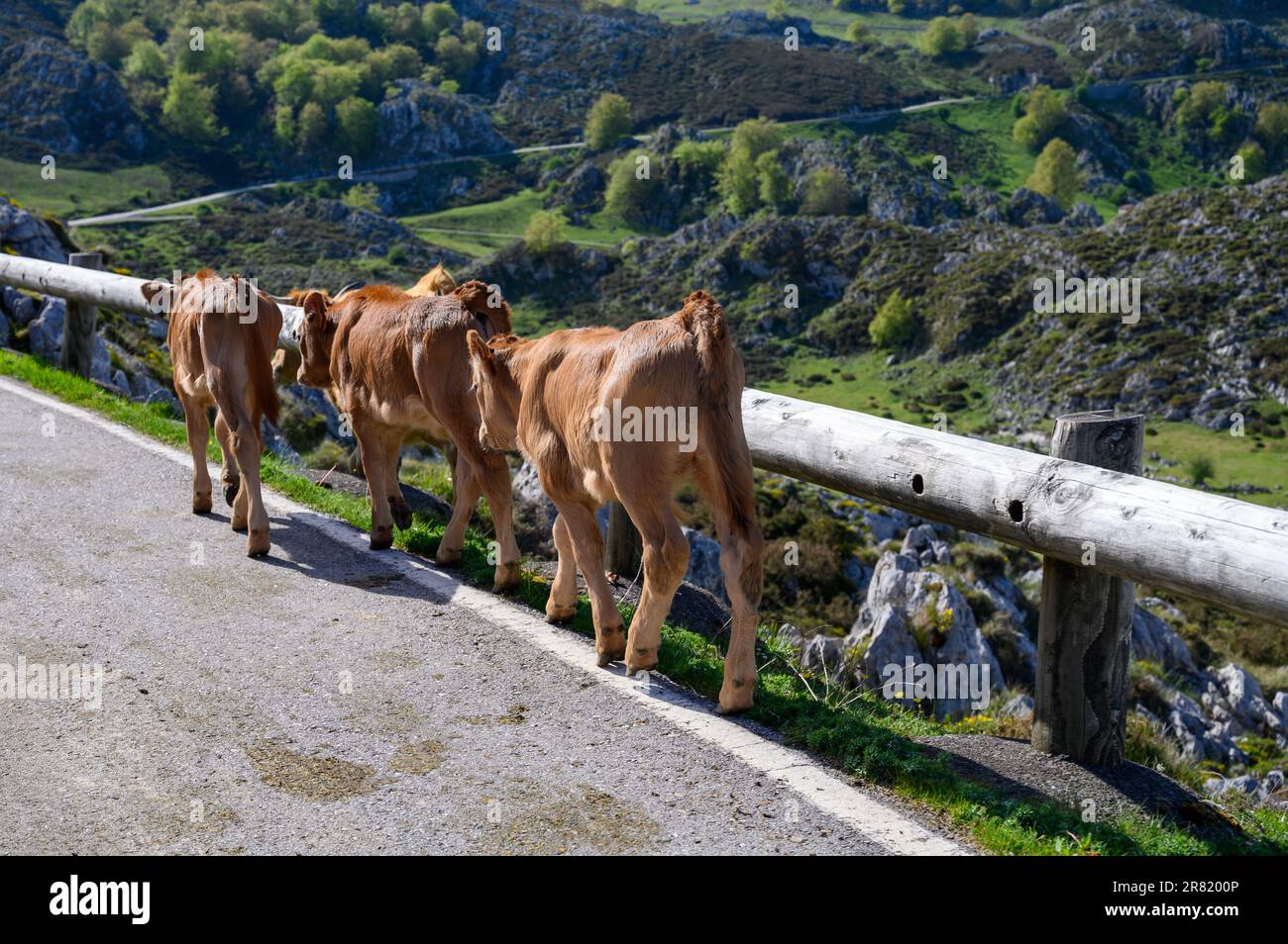 Vaches Asturies brunes, troupeau de vaches est transporté dans un nouveau pâturage sur route de montagne, Picos de Europe, Los Arenas, Asturies, Espagne. Banque D'Images