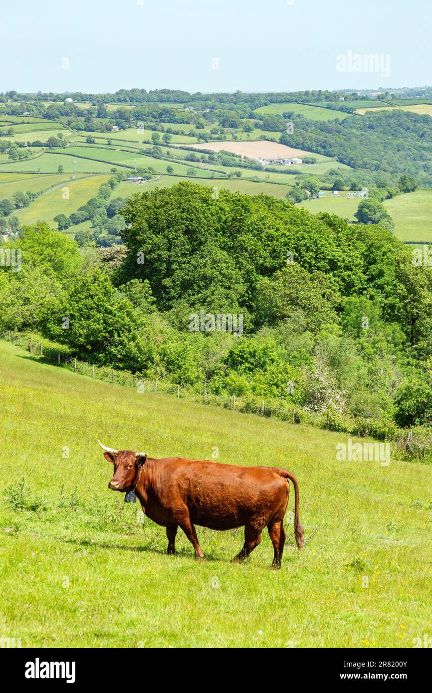 Red Devon vache avec GPS barrière virtuelle NoFence colliers les gardant dans un enclos virtuel, High Bickington, Devon, Angleterre, Royaume-Uni. Banque D'Images