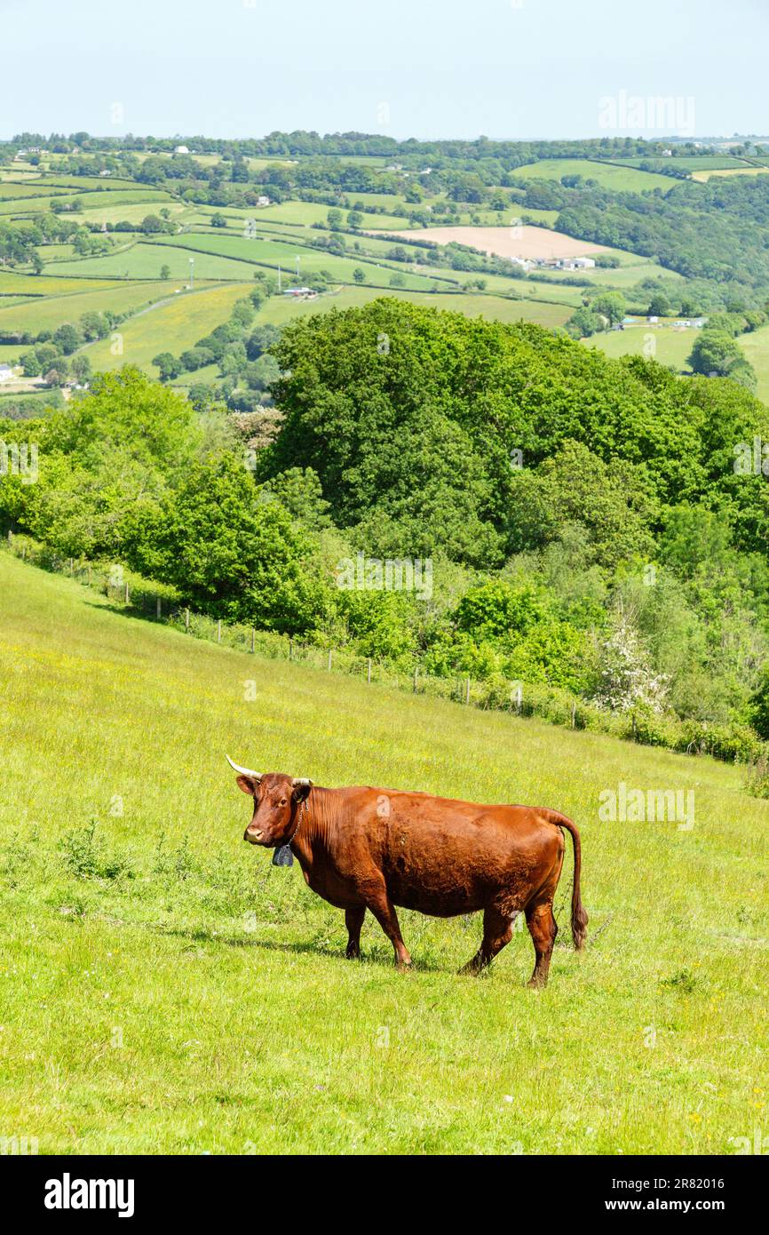 Red Devon vache avec GPS barrière virtuelle NoFence colliers les gardant dans un enclos virtuel, High Bickington, Devon, Angleterre, Royaume-Uni. Banque D'Images