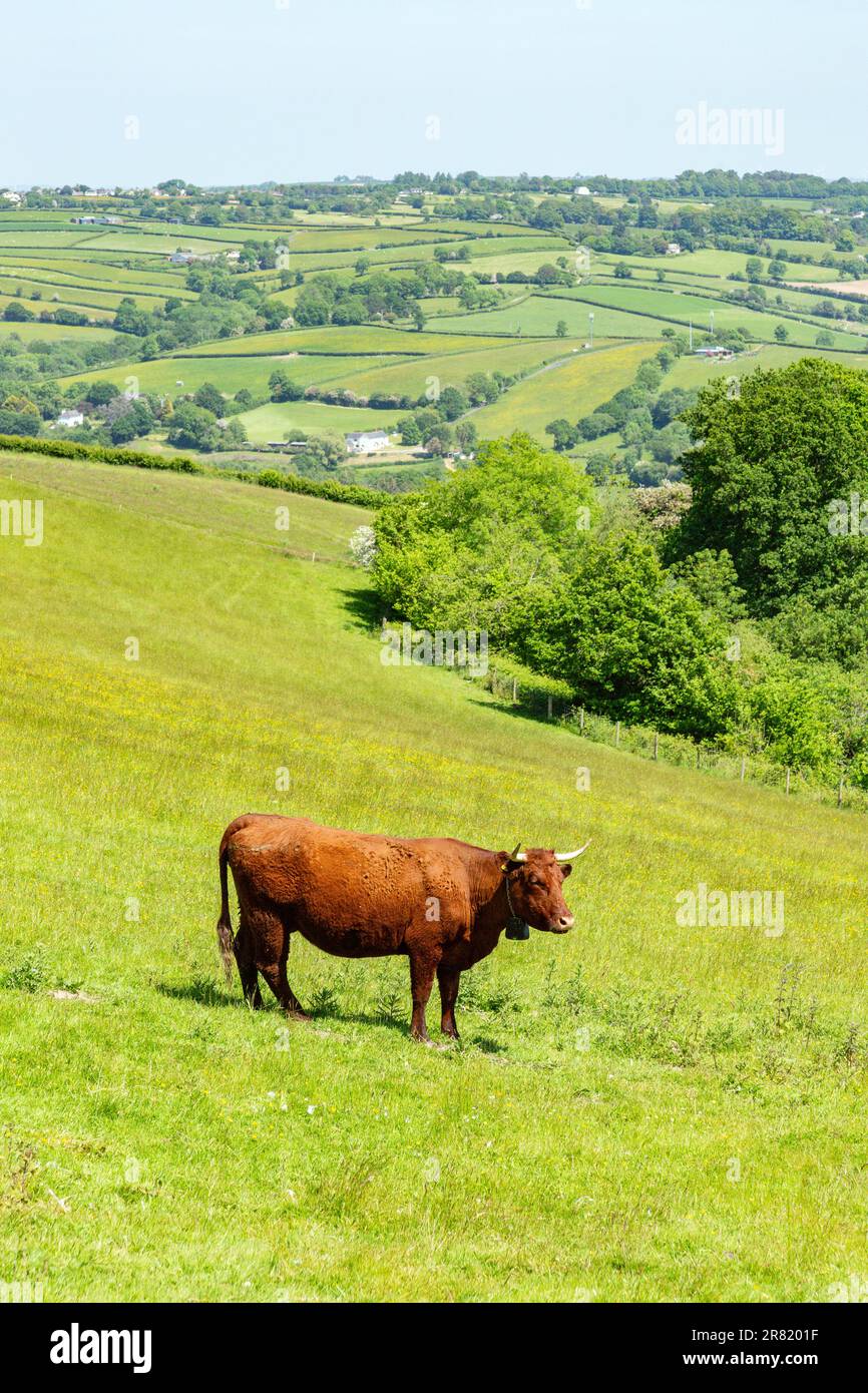 Red Devon vache avec GPS barrière virtuelle NoFence colliers les gardant dans un enclos virtuel, High Bickington, Devon, Angleterre, Royaume-Uni. Banque D'Images
