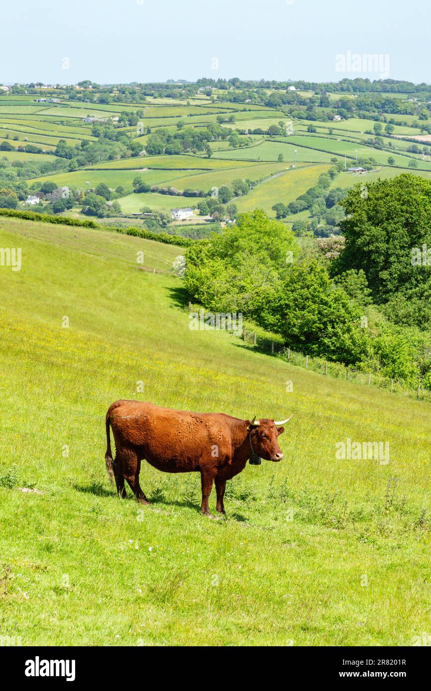 Red Devon vache avec GPS barrière virtuelle NoFence colliers les gardant dans un enclos virtuel, High Bickington, Devon, Angleterre, Royaume-Uni. Banque D'Images