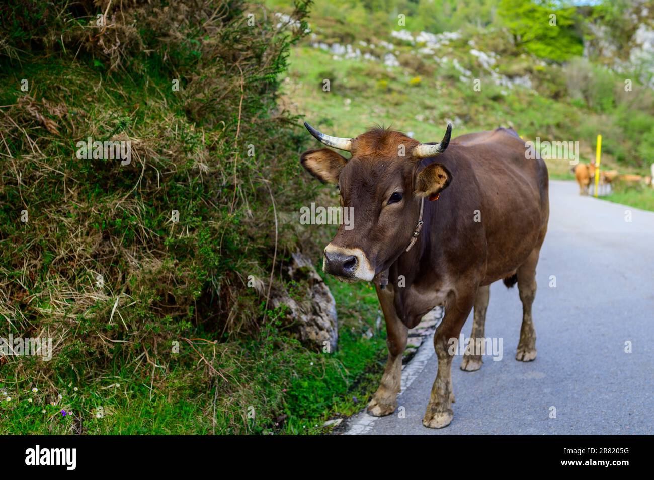 Vaches Asturies brunes, troupeau de vaches est transporté dans un nouveau pâturage sur route de montagne, Picos de Europe, Los Arenas, Asturies, Espagne. Banque D'Images