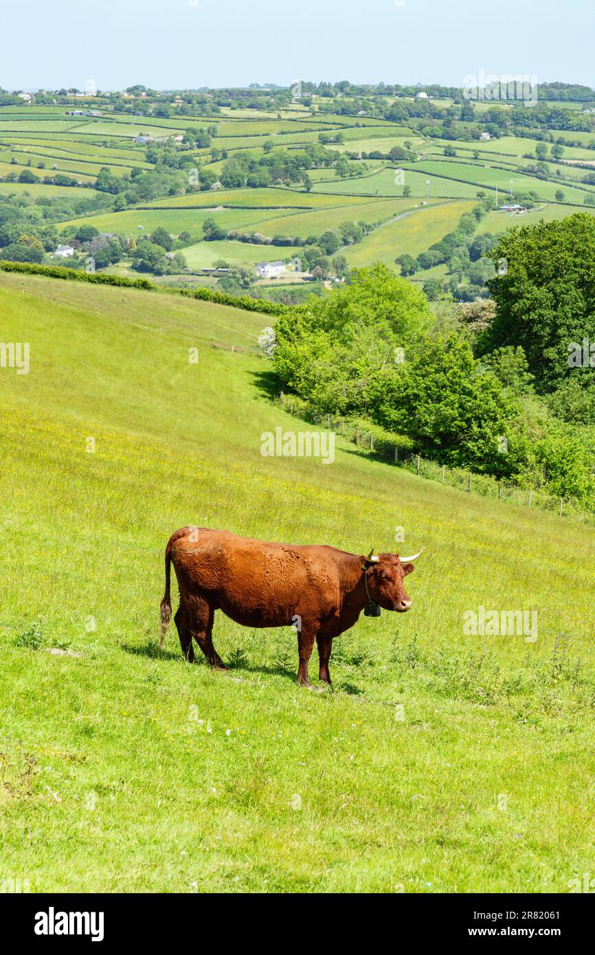 Red Devon vache avec GPS barrière virtuelle NoFence colliers les gardant dans un enclos virtuel, High Bickington, Devon, Angleterre, Royaume-Uni. Banque D'Images