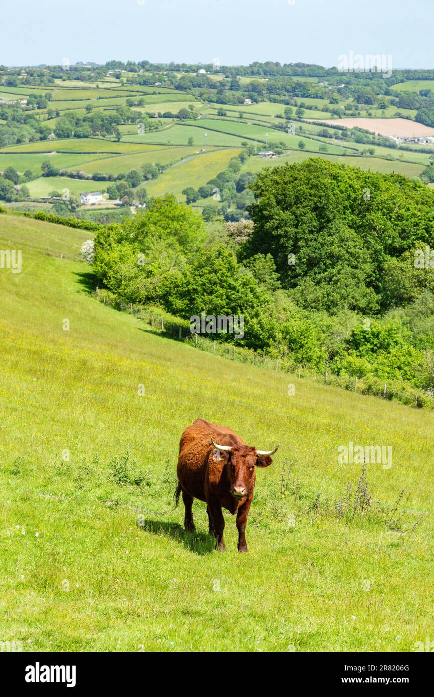 Red Devon vache avec GPS barrière virtuelle NoFence colliers les gardant dans un enclos virtuel, High Bickington, Devon, Angleterre, Royaume-Uni. Banque D'Images