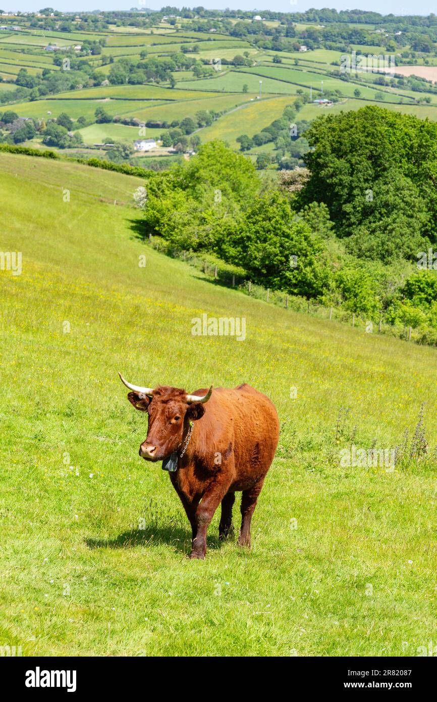 Red Devon vache avec GPS barrière virtuelle NoFence colliers les gardant dans un enclos virtuel, High Bickington, Devon, Angleterre, Royaume-Uni. Banque D'Images