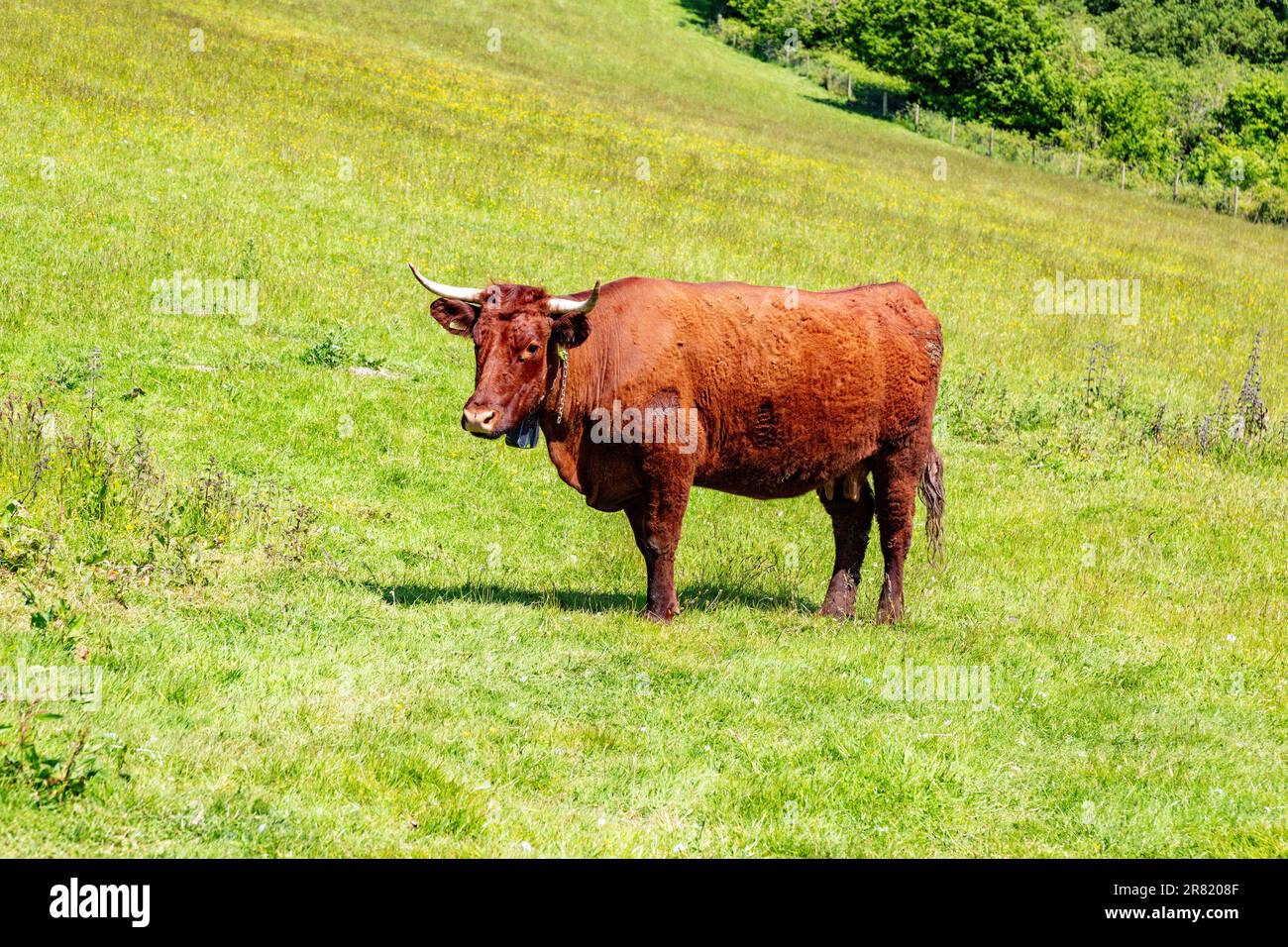 Red Devon vache avec GPS barrière virtuelle NoFence colliers les gardant dans un enclos virtuel, High Bickington, Devon, Angleterre, Royaume-Uni. Banque D'Images
