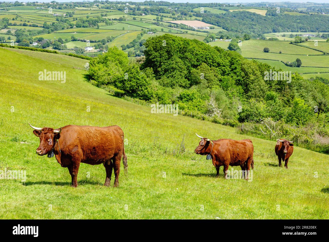 Vaches Red Devon avec barrière virtuelle GPS NoFence colliers les gardant dans un enclos virtuel, High Bickington, Devon, Angleterre, Royaume-Uni. Banque D'Images