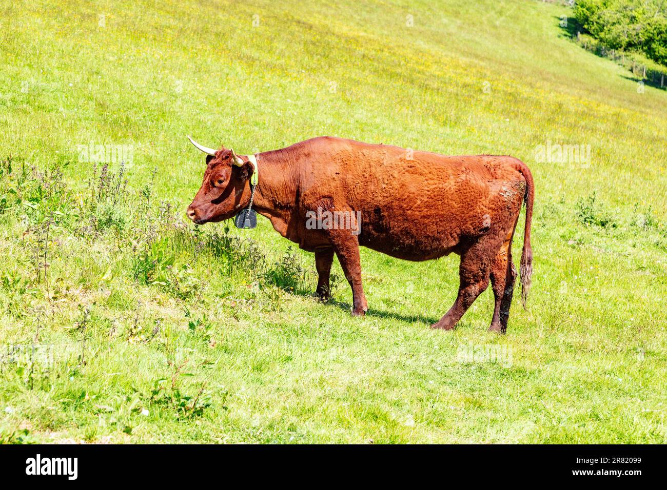 Red Devon vache avec GPS barrière virtuelle NoFence colliers les gardant dans un enclos virtuel, High Bickington, Devon, Angleterre, Royaume-Uni. Banque D'Images