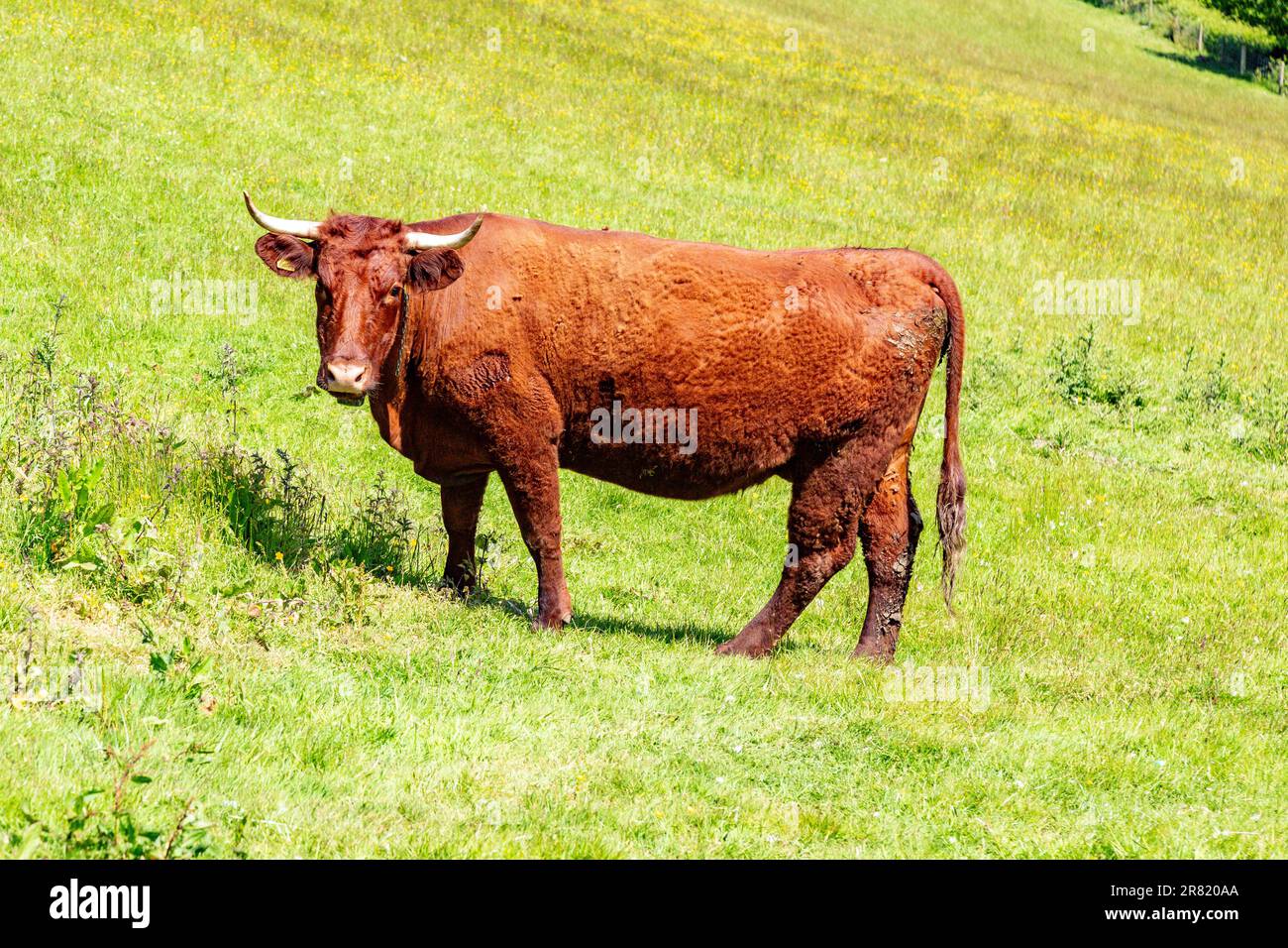 Red Devon vache avec GPS barrière virtuelle NoFence colliers les gardant dans un enclos virtuel, High Bickington, Devon, Angleterre, Royaume-Uni. Banque D'Images