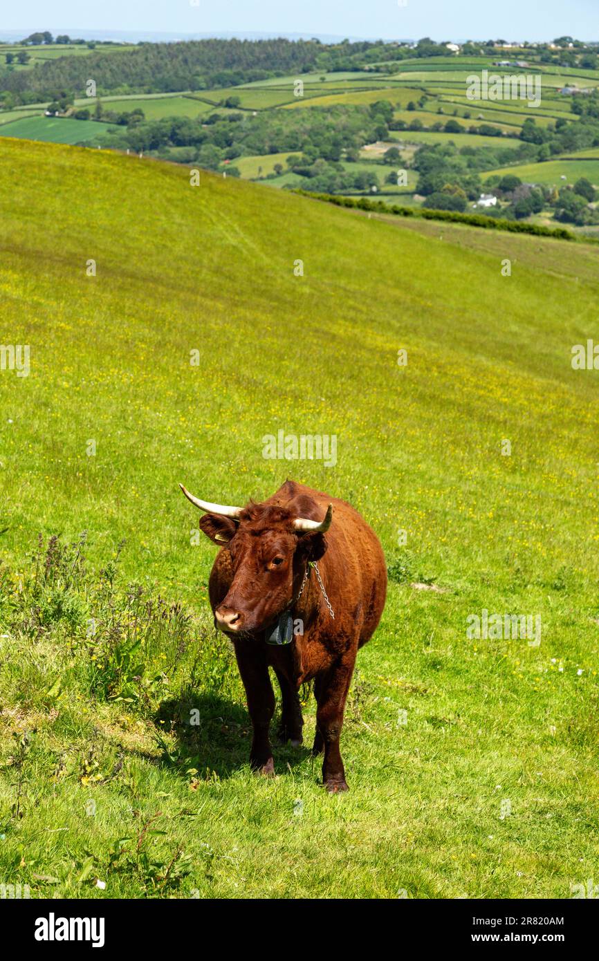 Red Devon vache avec GPS barrière virtuelle NoFence colliers les gardant dans un enclos virtuel, High Bickington, Devon, Angleterre, Royaume-Uni. Banque D'Images
