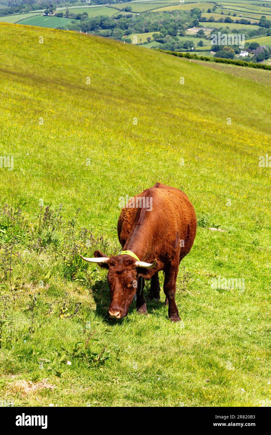 Red Devon vache avec GPS barrière virtuelle NoFence colliers les gardant dans un enclos virtuel, High Bickington, Devon, Angleterre, Royaume-Uni. Banque D'Images