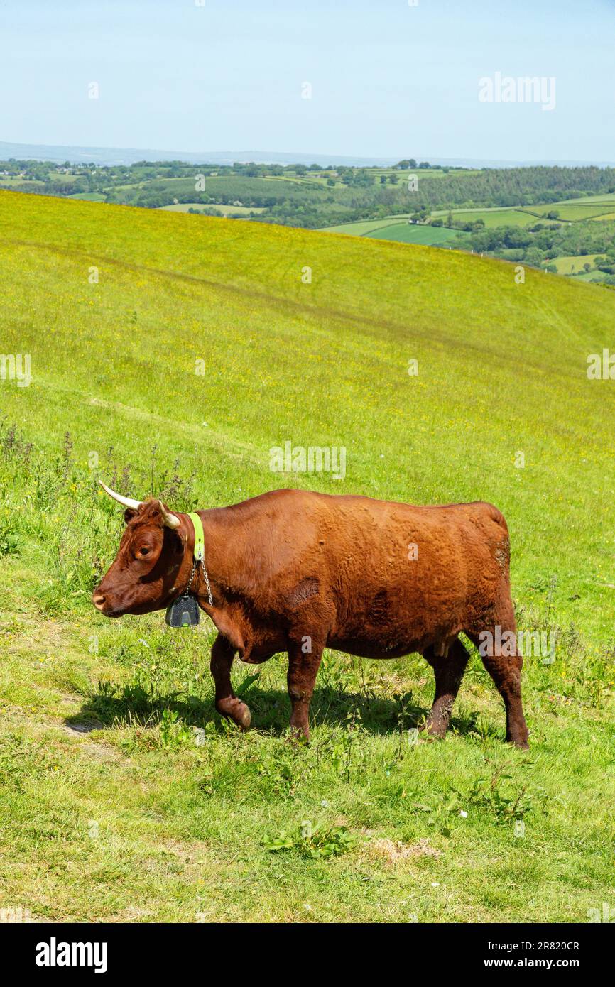 Red Devon vache avec GPS barrière virtuelle NoFence colliers les gardant dans un enclos virtuel, High Bickington, Devon, Angleterre, Royaume-Uni. Banque D'Images