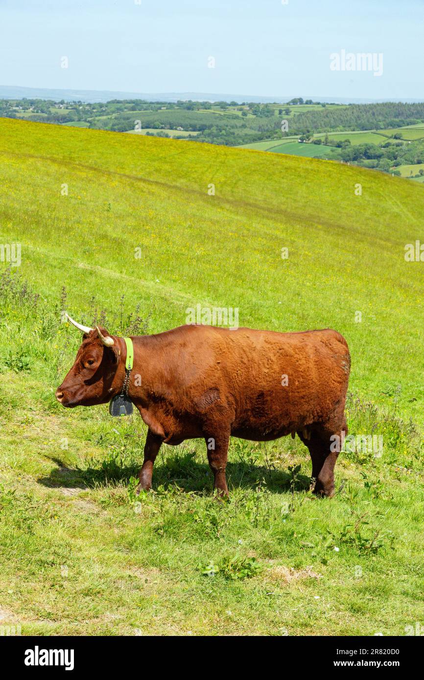 Red Devon vache avec GPS barrière virtuelle NoFence colliers les gardant dans un enclos virtuel, High Bickington, Devon, Angleterre, Royaume-Uni. Banque D'Images