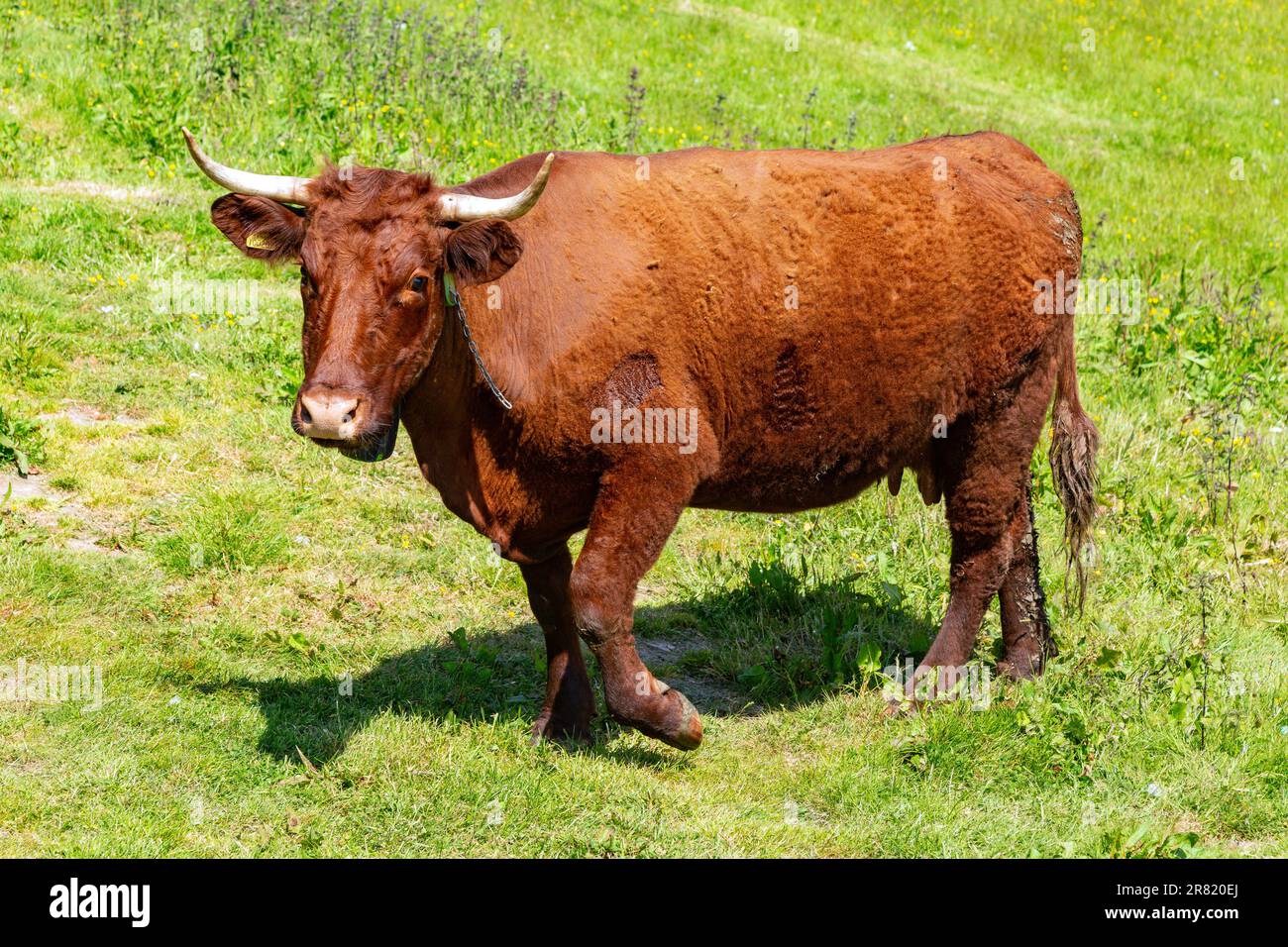 Red Devon vache avec GPS barrière virtuelle NoFence colliers les gardant dans un enclos virtuel, High Bickington, Devon, Angleterre, Royaume-Uni. Banque D'Images