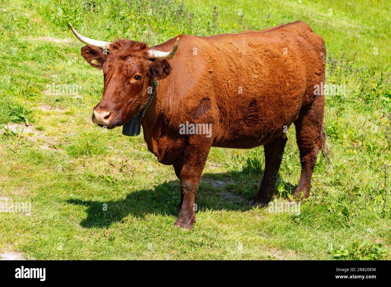 Red Devon vache avec GPS barrière virtuelle NoFence colliers les gardant dans un enclos virtuel, High Bickington, Devon, Angleterre, Royaume-Uni. Banque D'Images