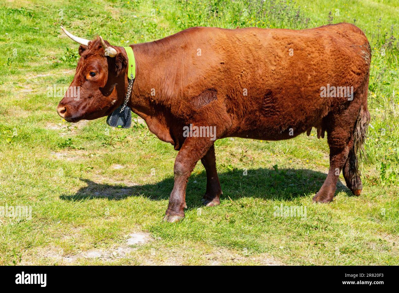 Red Devon vache avec GPS barrière virtuelle NoFence colliers les gardant dans un enclos virtuel, High Bickington, Devon, Angleterre, Royaume-Uni. Banque D'Images