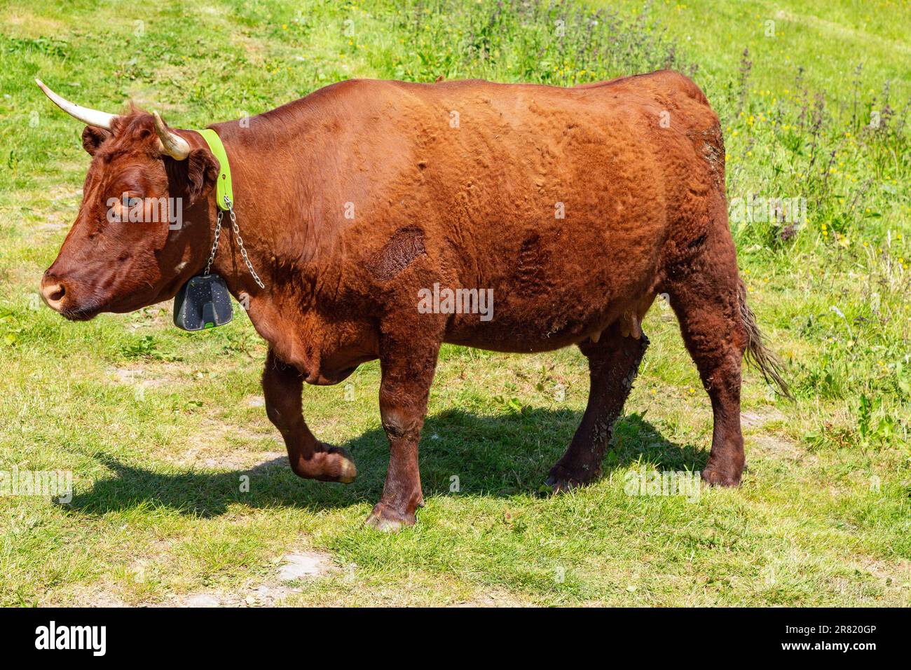 Red Devon vache avec GPS barrière virtuelle NoFence colliers les gardant dans un enclos virtuel, High Bickington, Devon, Angleterre, Royaume-Uni. Banque D'Images