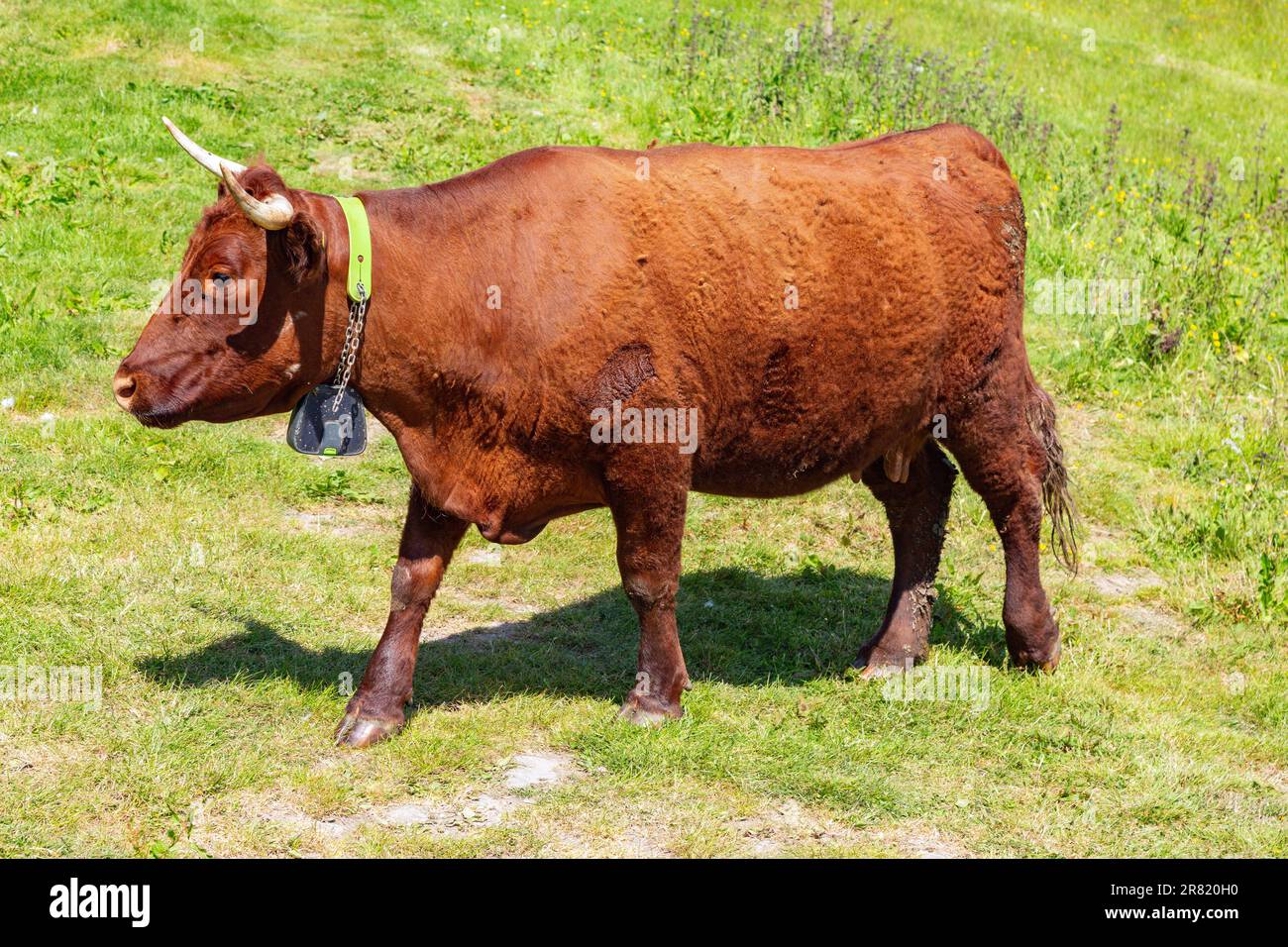 Red Devon vache avec GPS barrière virtuelle NoFence colliers les gardant dans un enclos virtuel, High Bickington, Devon, Angleterre, Royaume-Uni. Banque D'Images