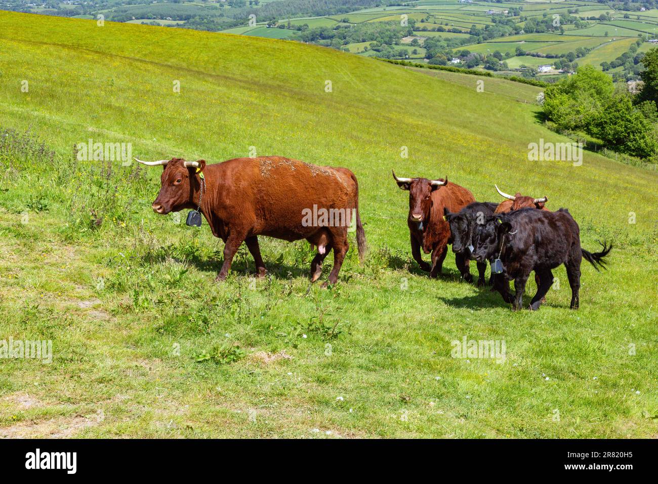 Vaches Red Devon avec barrière virtuelle GPS NoFence colliers les gardant dans un enclos virtuel, High Bickington, Devon, Angleterre, Royaume-Uni. Banque D'Images