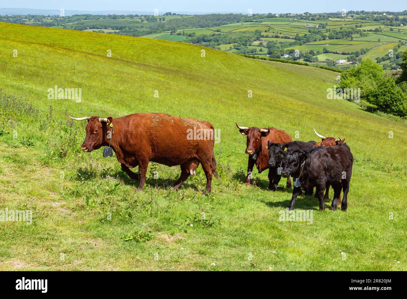 Vaches Red Devon avec barrière virtuelle GPS NoFence colliers les gardant dans un enclos virtuel, High Bickington, Devon, Angleterre, Royaume-Uni. Banque D'Images
