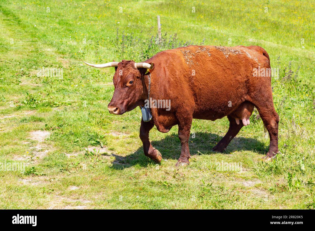 Red Devon vache avec GPS barrière virtuelle NoFence colliers les gardant dans un enclos virtuel, High Bickington, Devon, Angleterre, Royaume-Uni. Banque D'Images