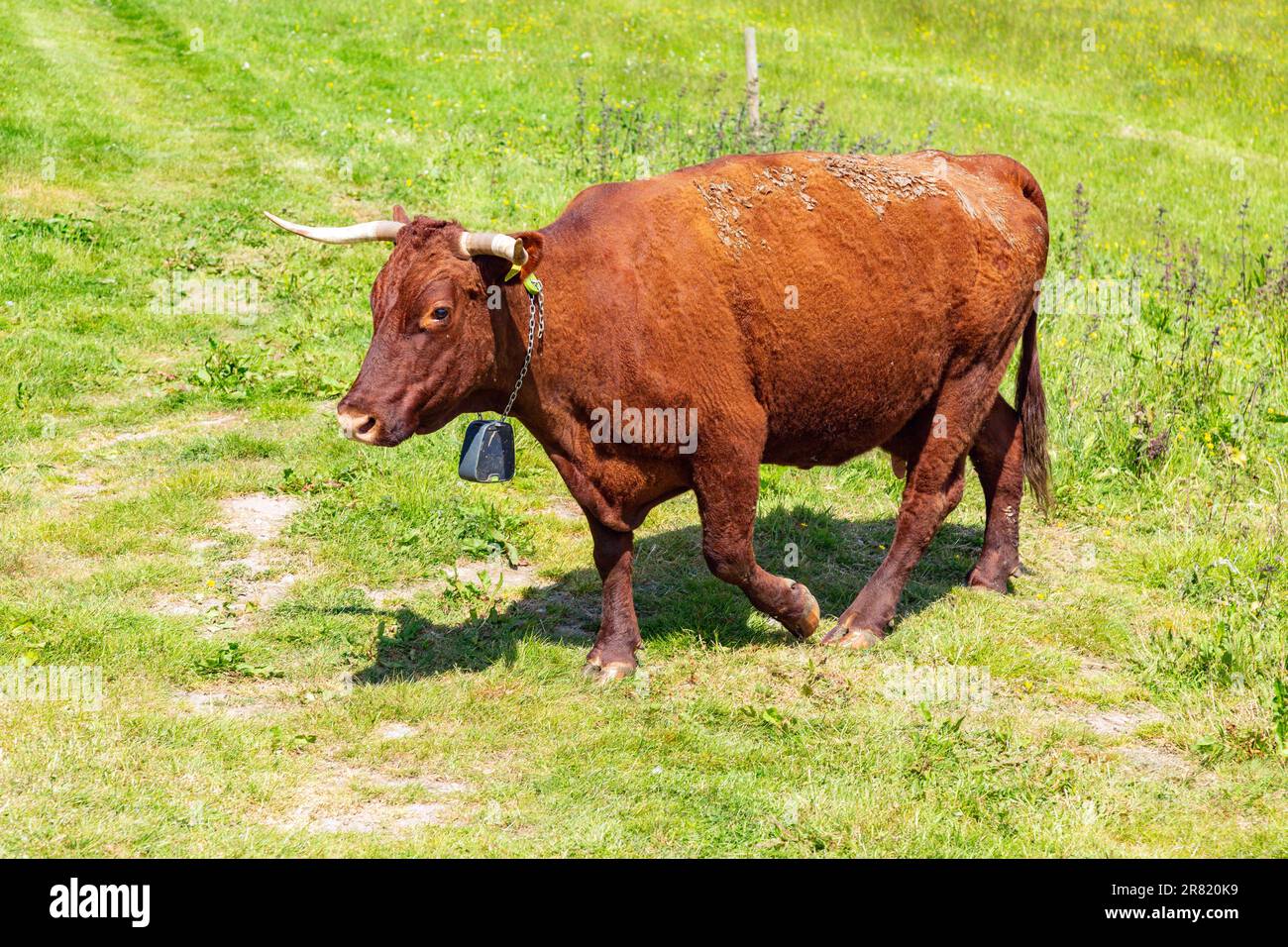 Red Devon vache avec GPS barrière virtuelle NoFence colliers les gardant dans un enclos virtuel, High Bickington, Devon, Angleterre, Royaume-Uni. Banque D'Images