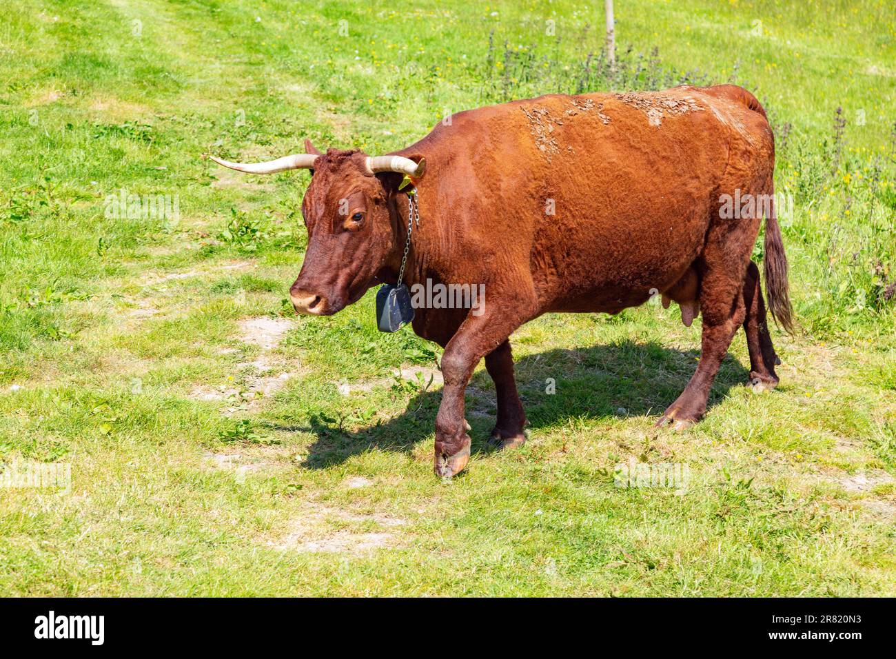 Red Devon vache avec GPS barrière virtuelle NoFence colliers les gardant dans un enclos virtuel, High Bickington, Devon, Angleterre, Royaume-Uni. Banque D'Images