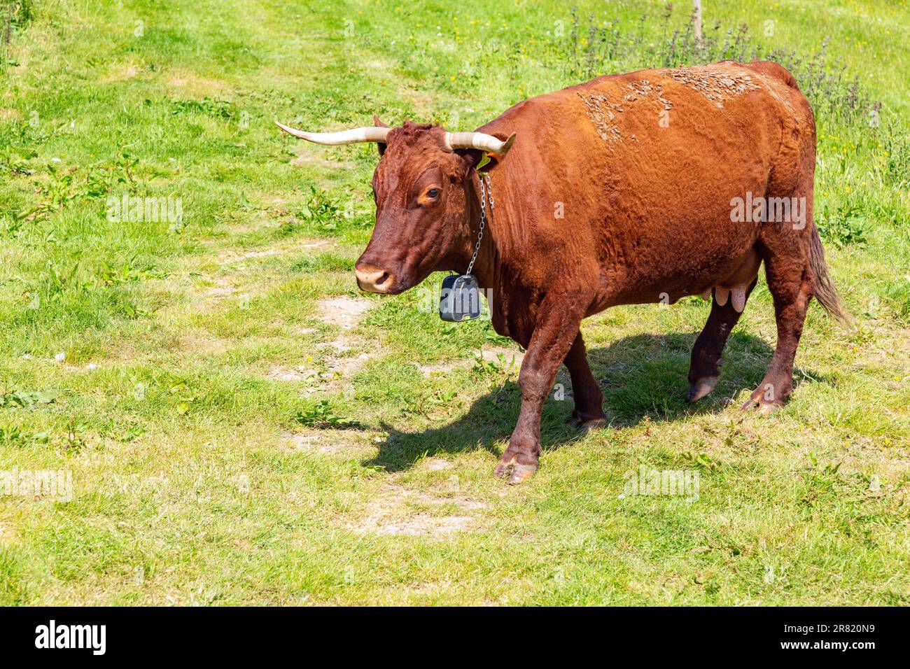 Red Devon vache avec GPS barrière virtuelle NoFence colliers les gardant dans un enclos virtuel, High Bickington, Devon, Angleterre, Royaume-Uni. Banque D'Images