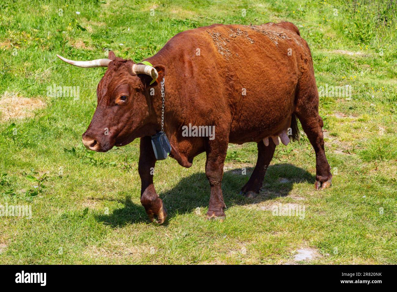 Vaches Red Devon avec barrière virtuelle GPS NoFence colliers les gardant dans un enclos virtuel, High Bickington, Devon, Angleterre, Royaume-Uni. Banque D'Images