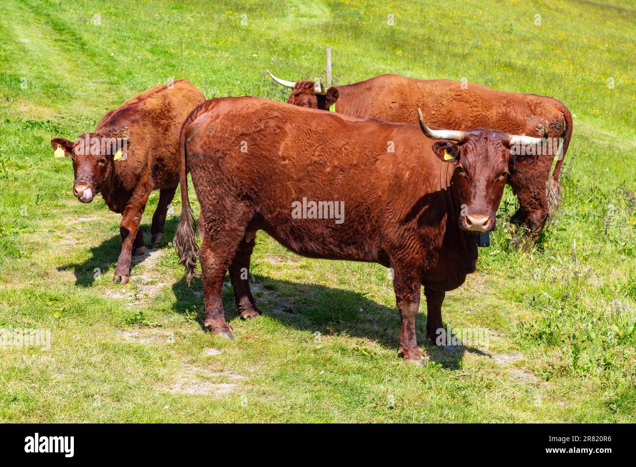 Vaches Red Devon avec barrière virtuelle GPS NoFence colliers les gardant dans un enclos virtuel, High Bickington, Devon, Angleterre, Royaume-Uni. Banque D'Images