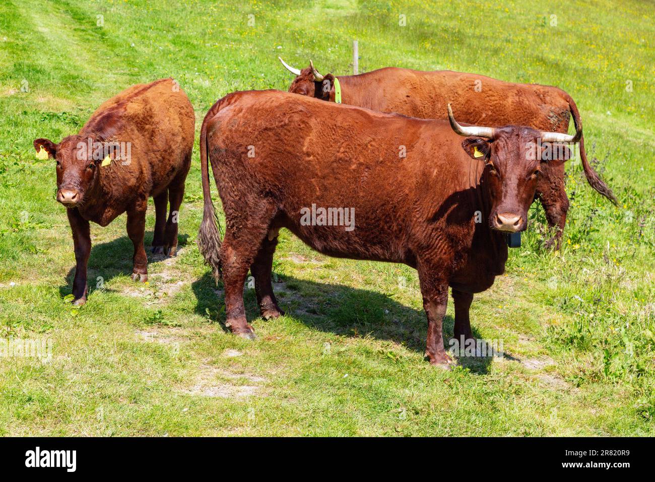 Vaches Red Devon avec barrière virtuelle GPS NoFence colliers les gardant dans un enclos virtuel, High Bickington, Devon, Angleterre, Royaume-Uni. Banque D'Images