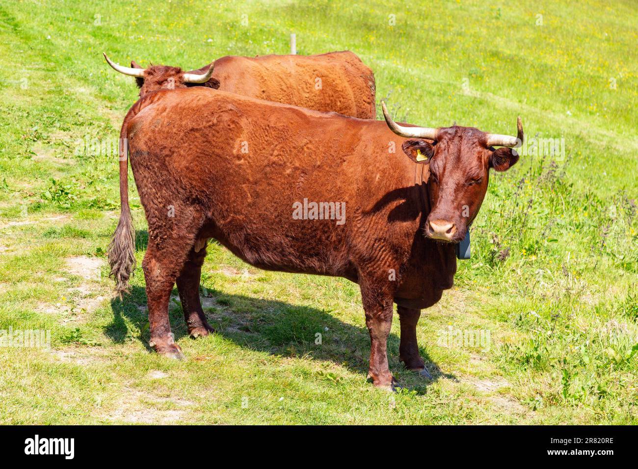 Vaches Red Devon avec barrière virtuelle GPS NoFence colliers les gardant dans un enclos virtuel, High Bickington, Devon, Angleterre, Royaume-Uni. Banque D'Images