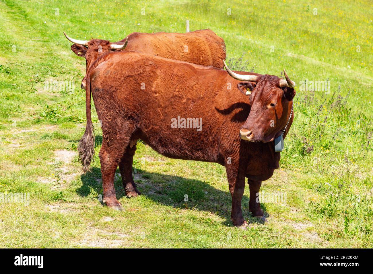 Vaches Red Devon avec barrière virtuelle GPS NoFence colliers les gardant dans un enclos virtuel, High Bickington, Devon, Angleterre, Royaume-Uni. Banque D'Images