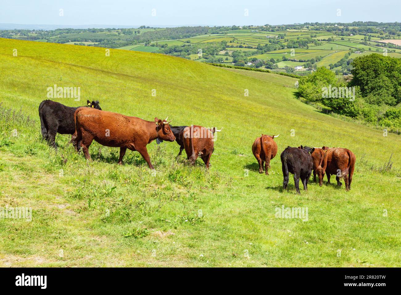 Vaches Red Devon avec barrière virtuelle GPS NoFence colliers les gardant dans un enclos virtuel, High Bickington, Devon, Angleterre, Royaume-Uni. Banque D'Images
