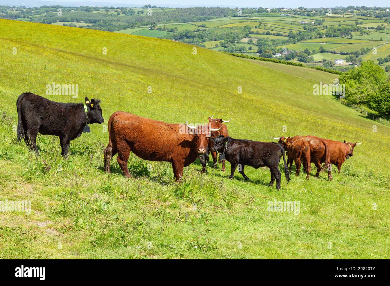 Vaches Red Devon avec barrière virtuelle GPS NoFence colliers les gardant dans un enclos virtuel, High Bickington, Devon, Angleterre, Royaume-Uni. Banque D'Images