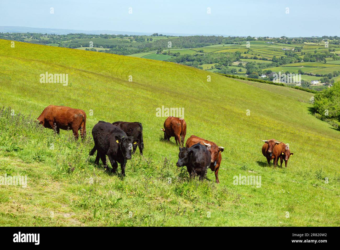 Vaches Red Devon avec barrière virtuelle GPS NoFence colliers les gardant dans un enclos virtuel, High Bickington, Devon, Angleterre, Royaume-Uni. Banque D'Images