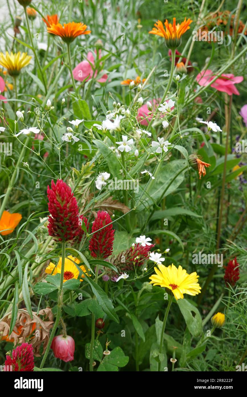 Trèfle rouge cramoisi Trifolium incarnatum et autres fleurs sauvages et plantes attirant les colibris et les insectes des abeilles dans un jardin d'arrière-cour à Irvine CA. Banque D'Images