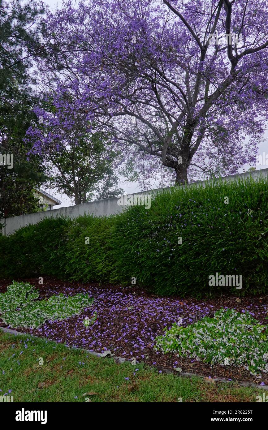 arbre jacaranda. Jacaranda mimosifolia fleurit avec des fleurs en Californie ; Etats-Unis Banque D'Images