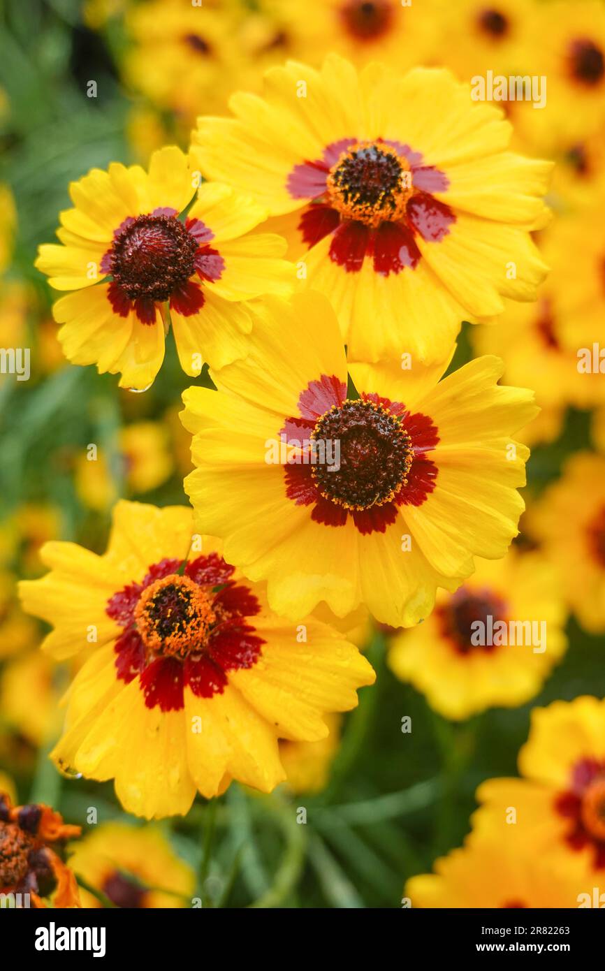 Coreopsis basalis , Golden Wave Coreopsis une fleur sauvage rouge et jaune qui pousse dans le jardin de Californie Banque D'Images