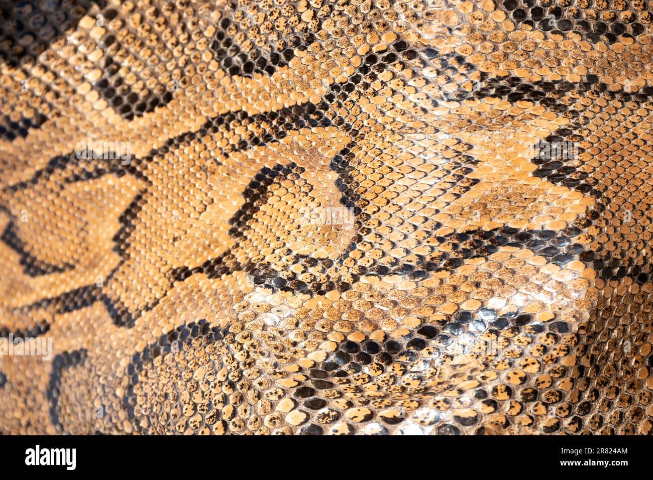 Véritable toile de fond de peau de serpent python authentique, animaux ...