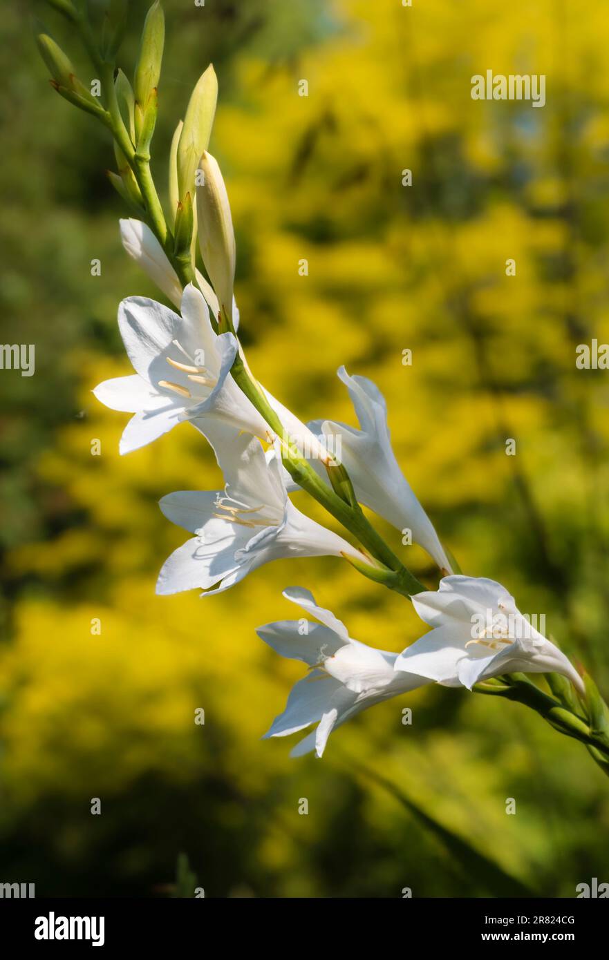 Pointe de fleur du corm sud-africain à moitié robuste, Watsonia borbonica 'blanc d'Ardern' Banque D'Images