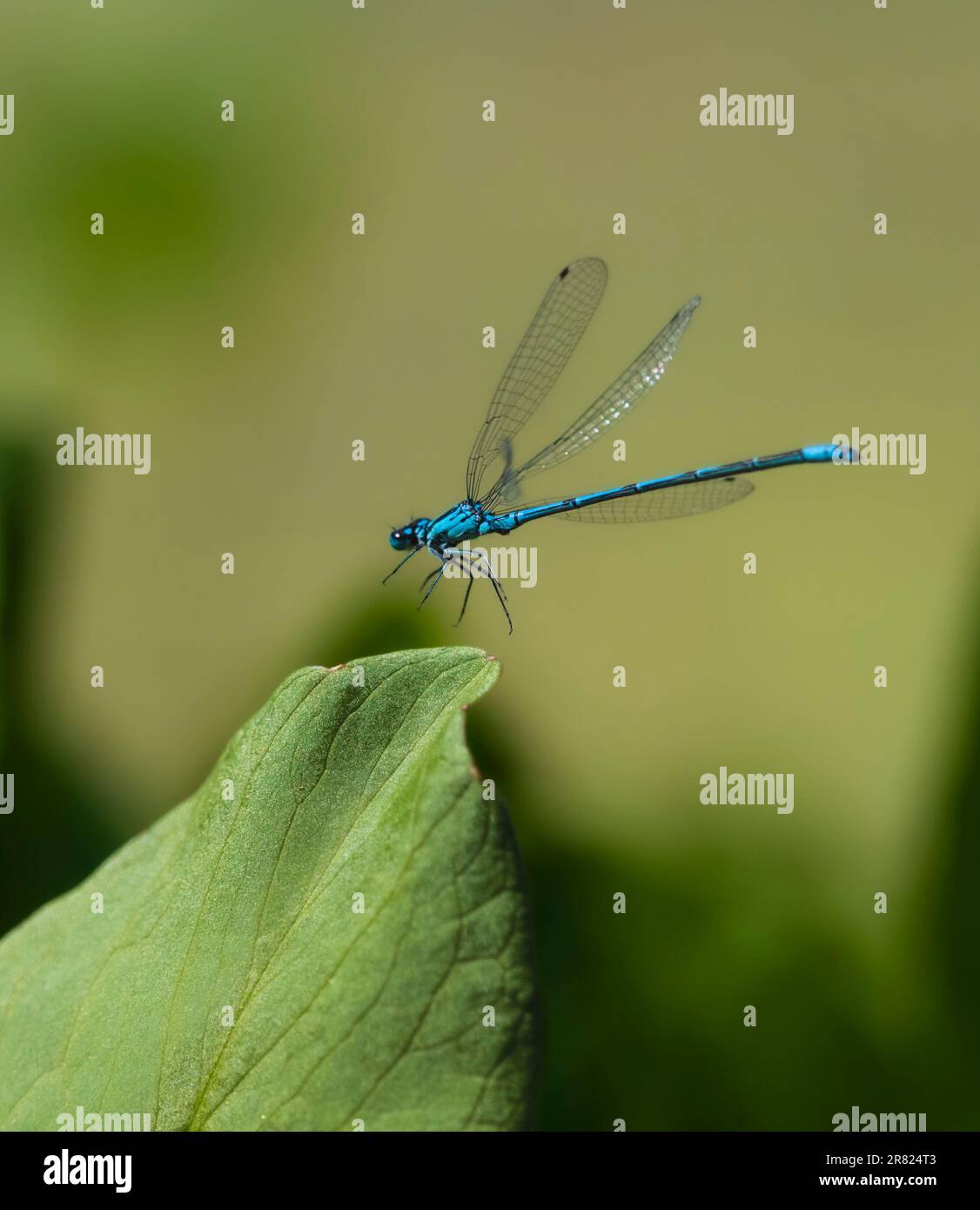 Adulte mâle azur damselfly, Coenagrion puella, décollage de la végétation de la piscine dans un jardin britannique Banque D'Images