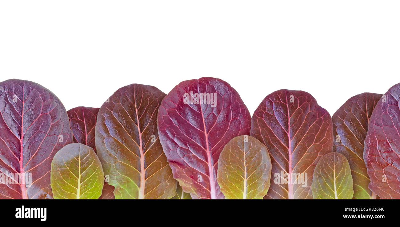 Salade de laitue feuilles pourpres sans couture bordure horizontale modèle isolé sur blanc. Lactuca sativa légume feuille. Banque D'Images