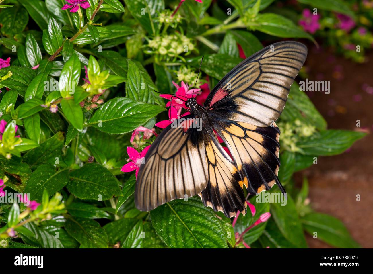 Île Mackinac, Micihgan. Maison aux papillons. Grande queue de Mormon femelle, Papilio memnon se nourrissant sur le groupe d'étoiles égyptien. Banque D'Images