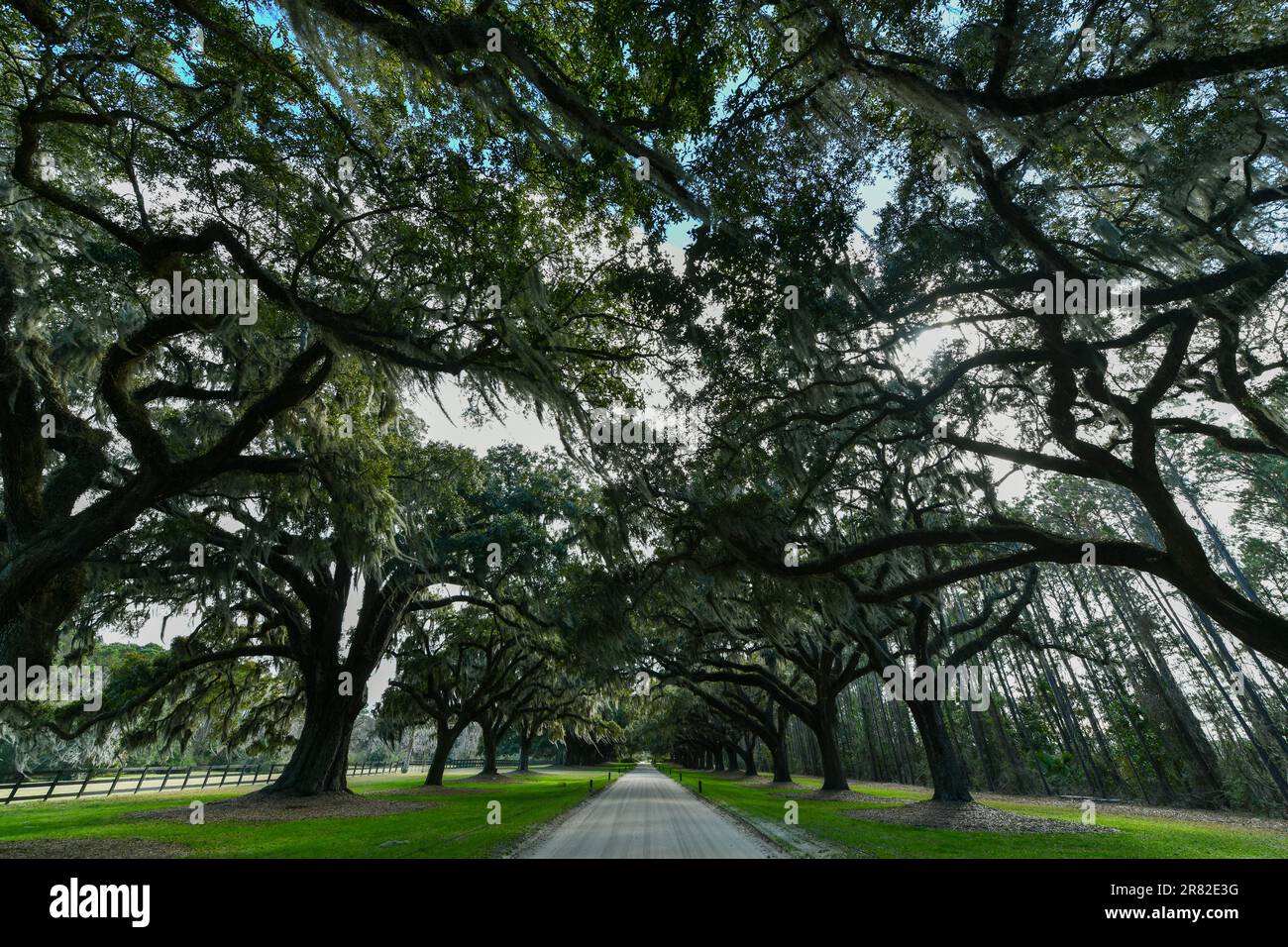 Boone Hall Plantation à Mount Pleasant, Caroline du Sud. La plantation est l'une des plus anciennes plantations d'Amérique encore en exploitation. Banque D'Images