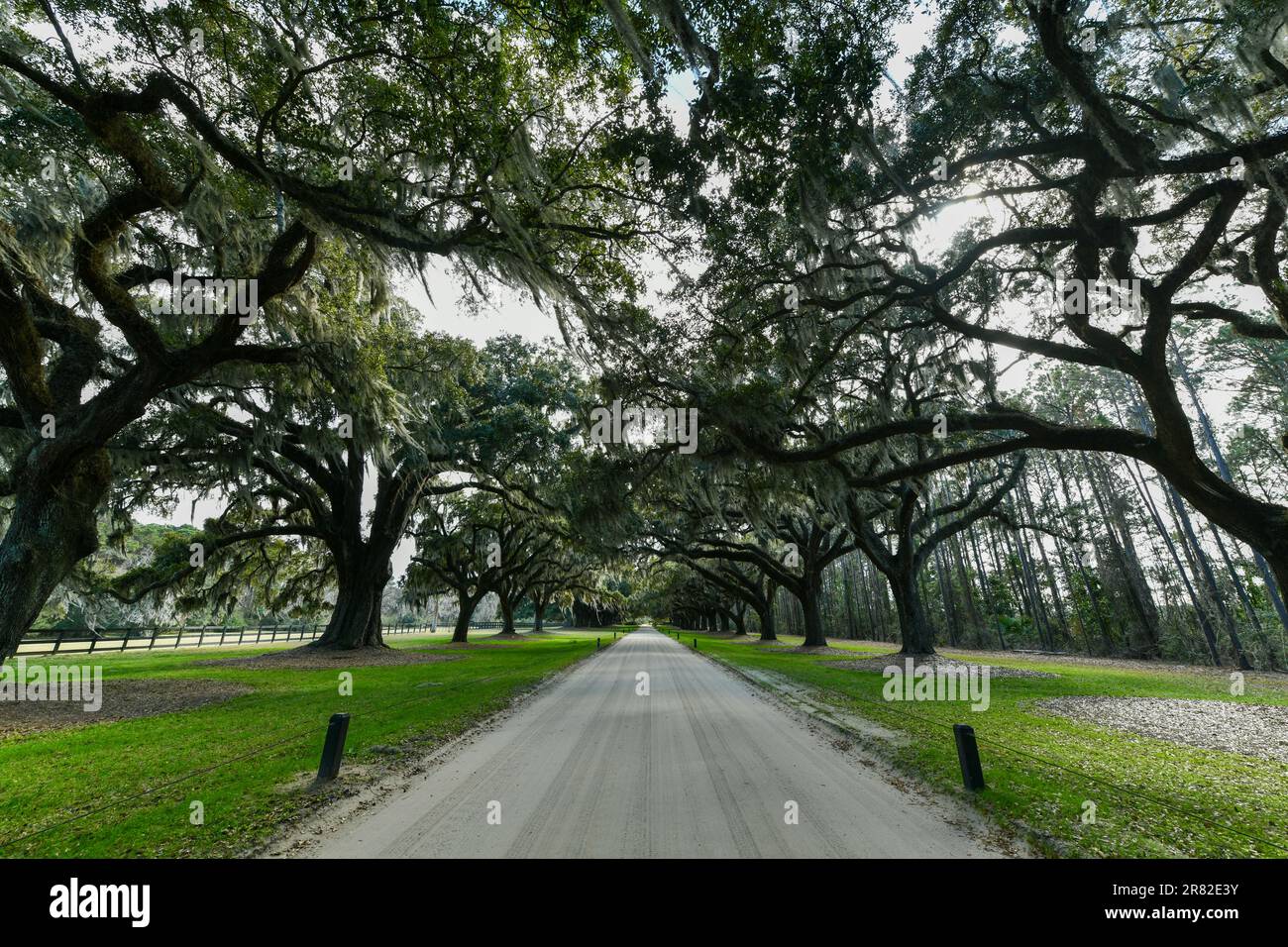 Boone Hall Plantation à Mount Pleasant, Caroline du Sud. La plantation est l'une des plus anciennes plantations d'Amérique encore en exploitation. Banque D'Images
