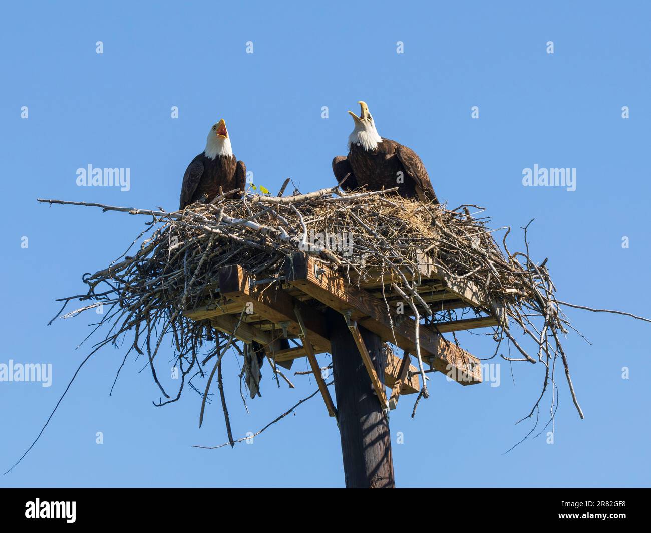 Paire d'aigles à tête blanche nicheurs américains Banque D'Images