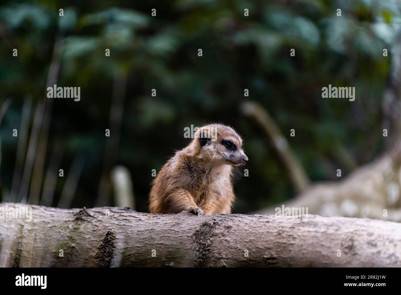 Un joli mammifère perché au sommet d'une branche d'arbre dans le zoo Banque D'Images