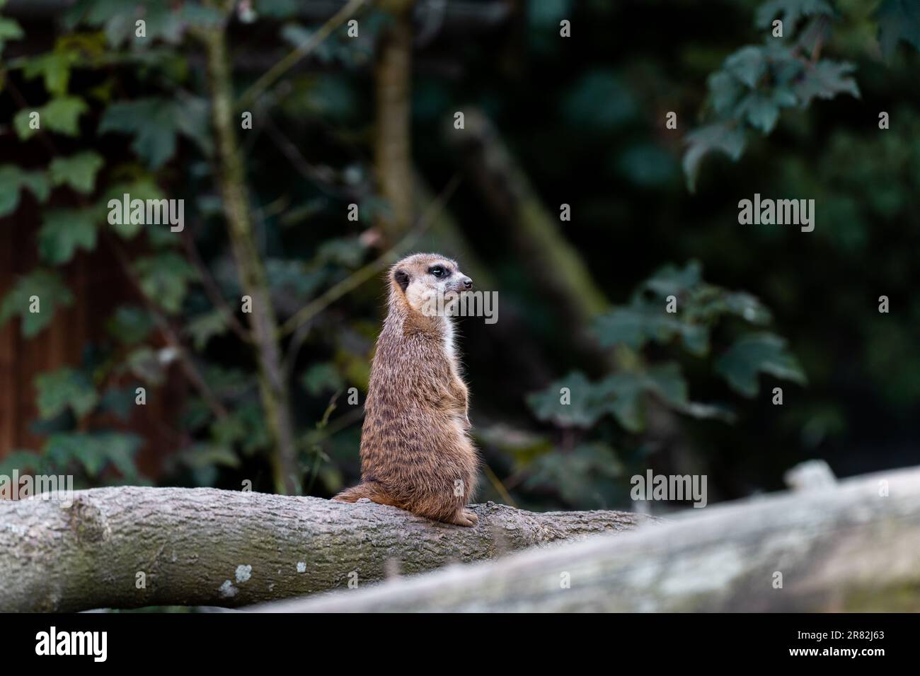 Un joli mammifère perché au sommet d'une branche d'arbre dans le zoo Banque D'Images