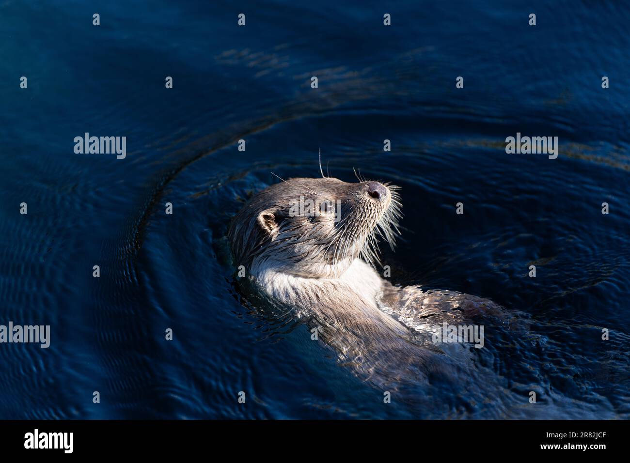 Une jolie loutre glisse à travers un plan d'eau, son manteau de fourrure  scintillant au soleil Photo Stock - Alamy